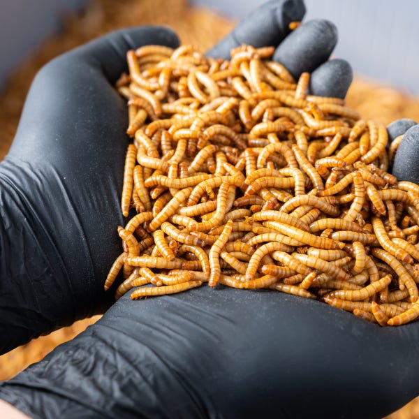 직접키워 튼튼하게 살아있는 밀웜 대용량 1kg,2kg,3kg