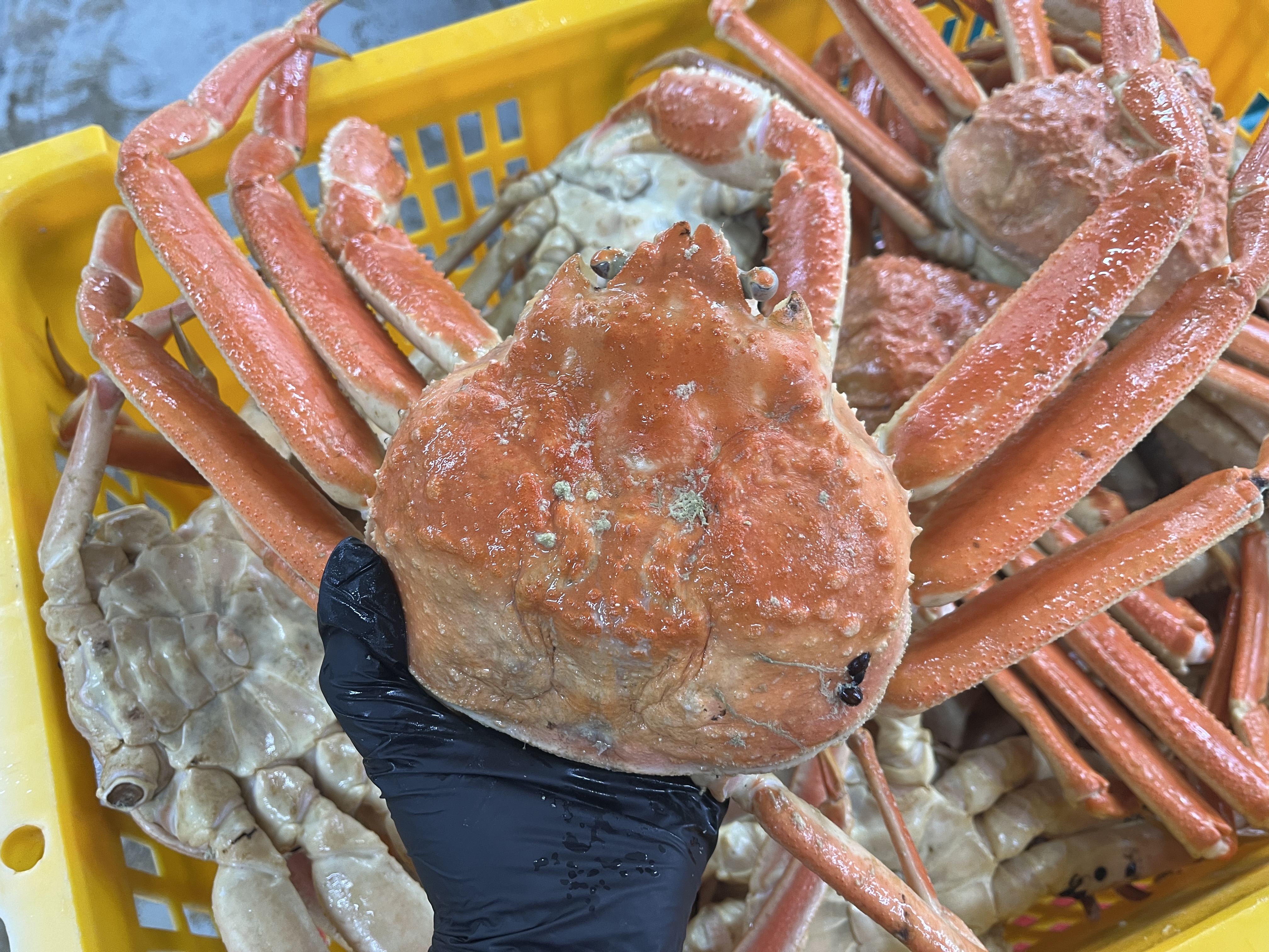 러시아대게 에이급 자숙 박달대게 3kg 선어 활대게 스노우크랩 판매처 상세 정보 이미지 1