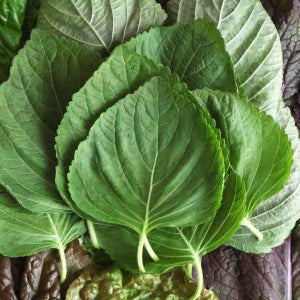 친환경 무농약 이상 깻잎 30장 1봉