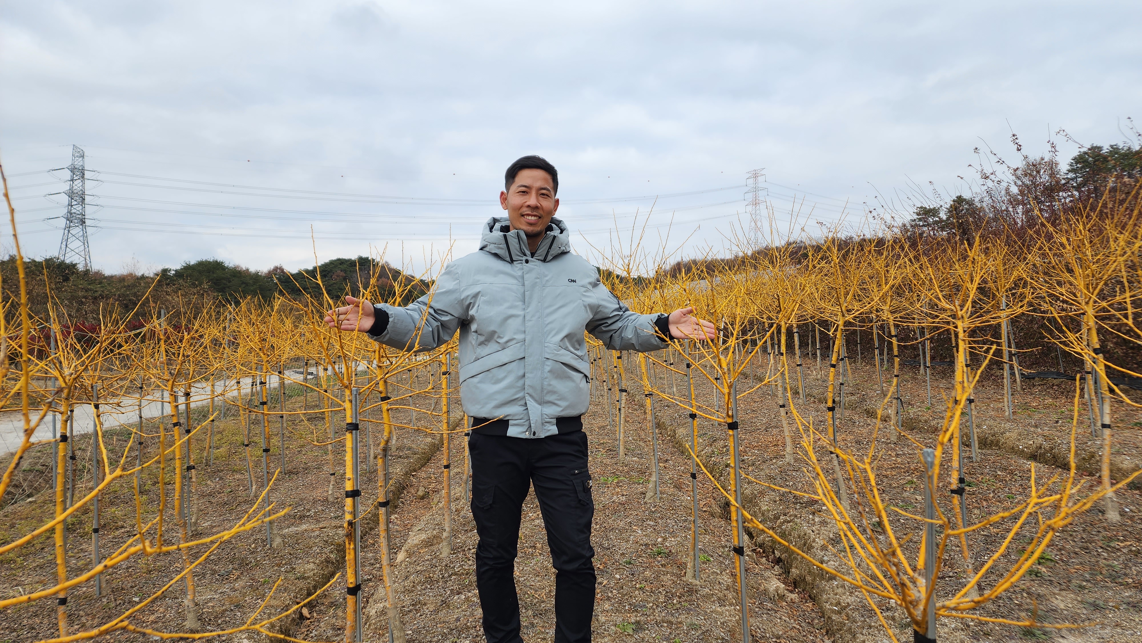 <b>회화나무</b> 묘목 단풍 노랑 황금<b>회화나무</b> [대품]