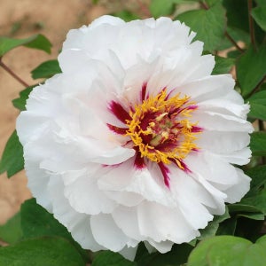 월궁촉각 목단나무 묘목 모란 2지