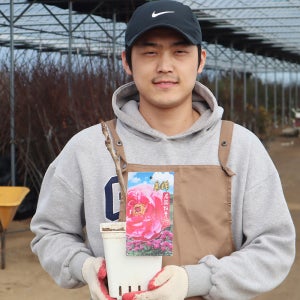 도금 목단나무 묘목 모란 1지