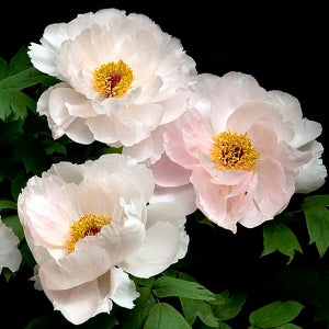 향옥 목단나무 묘목 모란 2지