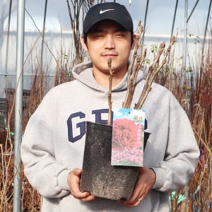 화왕 목단나무 묘목 모란 5-7지