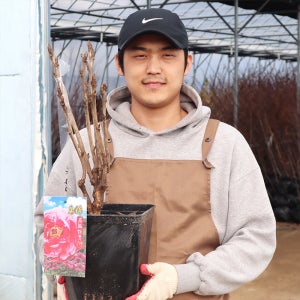 도금 목단나무 묘목 모란 5-7지