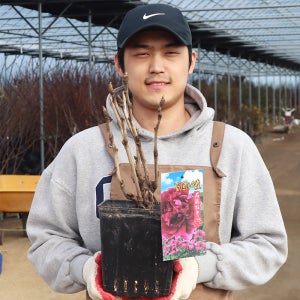 백원홍화 목단나무 묘목 모란 5-7지