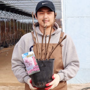 설영도화 목단나무 묘목 모란 5-7지