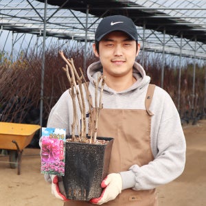 자포금대 목단나무 묘목 모란 5-7지