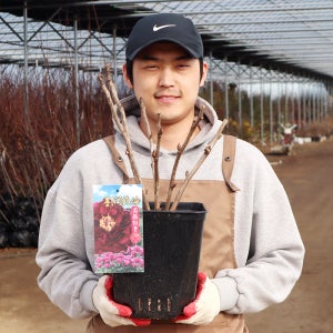 목윤절윤 목단나무 묘목 모란 5-7지