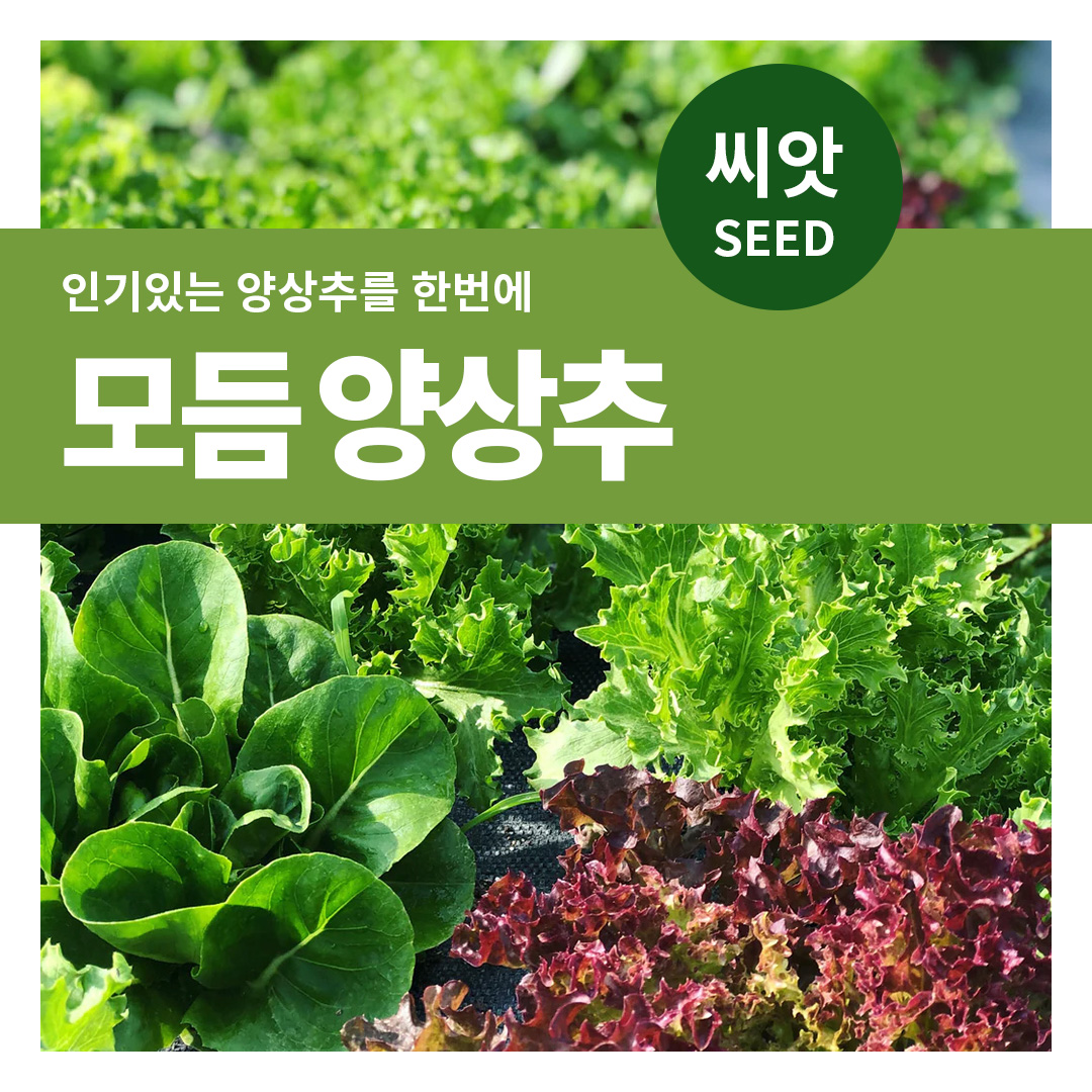 잎채소 모듬 양배추 씨앗 텃밭 채소재배 주말 텃밭만들기