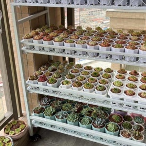 이동식 받침 선반 진열대 다육 실내 화분