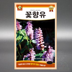 다농 꽃향유 2000립 야생화 꿀풀과 다년생 꽃향유 씨앗 씨 종자