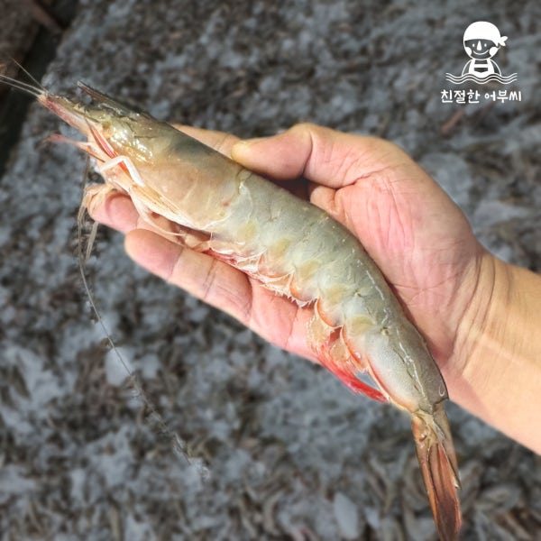 안면도 자연산 대하 냉동 대하구이 왕새우 캠핑새우 친절한어부씨