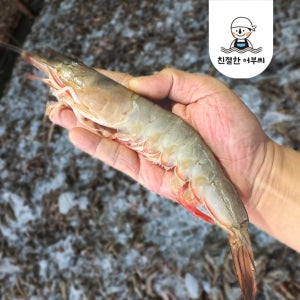 제철 자연산 대하 급냉 왕 특대 활 새우 구이 친절한어부씨