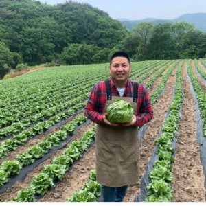 양상추 최저가 가성비상품