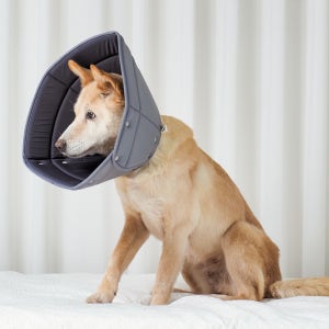 [개놀자] 중형견 대형견 펜타곤 넥카라 - 강아지 깔대기 목보호대