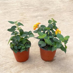 마이플랜트 란타나 소형 인테리어 야생화 식물 모종 실내 공기정화식물 반려식물