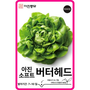 유럽상추 씨앗 소프트 버터헤드 1000립 / 쌈 채소씨앗 종자 키우기 [아진종묘]