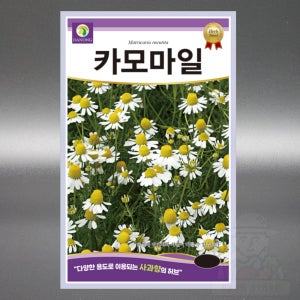 카모마일씨앗 20g 케모마일 허브 국화과 일년생 야생화 고급 꽃 씨 종자