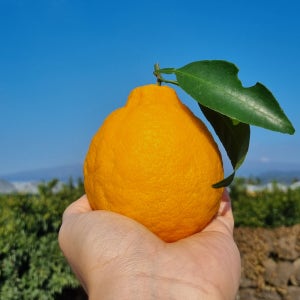 제주도 고당도 명품 한라봉 중대과 10kg 5kg 3kg 가정용 선물용 효돈 농장직송