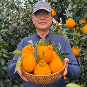 [제주 농장직송]고당도 한라봉3kg,5kg 과일선물 아이엠프릇