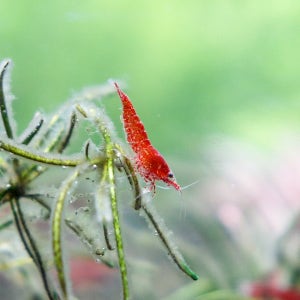 미미네아쿠아 물고기 체리새우 8마리