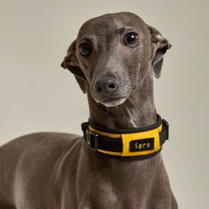 아이그로 베러워크 강아지 목줄 저자극 쿠션목줄 XS