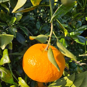 천미감귤 대존맛 레드향 5kg 10kg 설선물