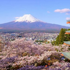 일본 후지산 & 가와구치코 풍경 명소 일일 투어 (도쿄 출발)