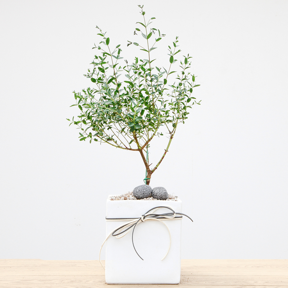 실내공기정화식물 유칼립투스 소형 키우기쉬운 반려식물 집들이 승진 축하 화이트 경량