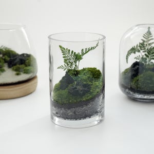 테라리움 키트 이끼테라리움 만들기 A 델가도 유치원소녀