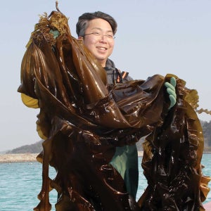 [금복식품] 맥반석 완도다시마 300g, 10개