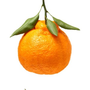 제주 서귀포 한라봉 레드향 천혜향 선물세트 3KG/5KG 가정용