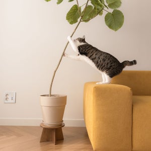 thuwed 리엔츠 우드 화분받침 스툴형 목요일 수요일 화분받침 플랜테리어