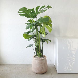 몬스테라 특대형 개업 승진 집들이 거실 실내 축하 식물 화분