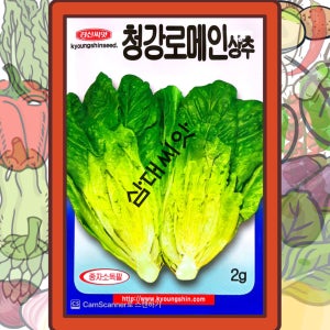 로메인 상추씨앗 2g 약2000립 경신종묘 청강로메인
