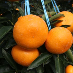 제주 서귀포 천혜향 선물세트 5kg 10kg 가정용