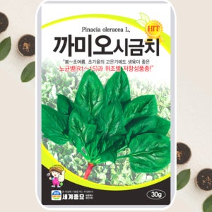 시금치씨앗 까미오 시금치 종자 30g 세계종묘