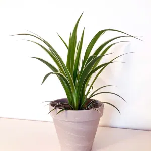 나비란 나비난 오션 무늬접란 spider plant 공기정화 식물