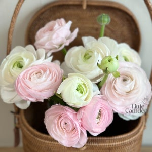 리틀캠든 라넌큘러스 생화 합리적인 온라인꽃집