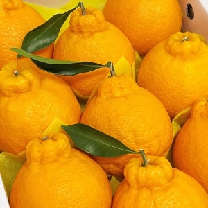 향기까지 달콤한 황금 한라봉 가정용, 선물용