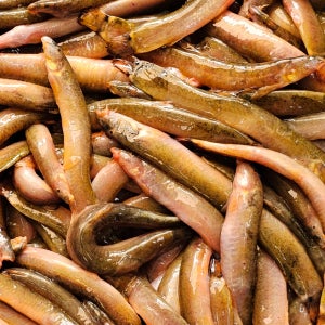 진짜 자연산 토종 미꾸라지 500g , 100%국내산 민물고기 추어탕 어죽 민물매운탕