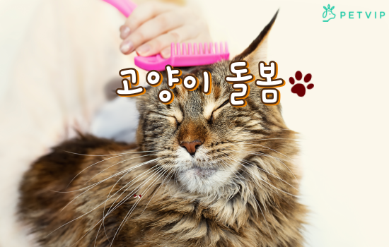 펫 미용 서비스