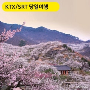 국내 봄 여행지 매화축제 기차여행 ㅣ섬진강 광양 매화마을