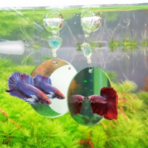 칸후 플레어링 베타 거울 베타 키우기 장식 베타어항