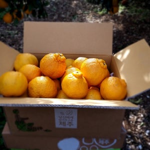 어글리 못난이 꼬마 한라봉 제주 한라봉 5kg 10kg