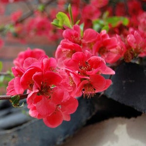 충북농원 홍도화 꽃복숭아나무 홍도화나무 묘목 - 접목묘