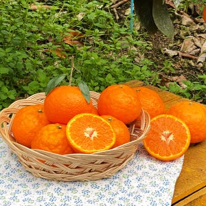 제주 고당도 카라향 봄 감귤 5kg 10kg