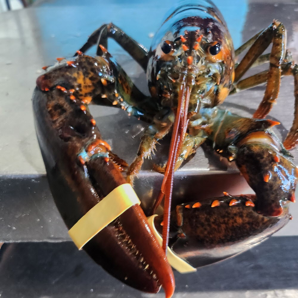 랍스터 시세 테일 몸통 바닷가재 캐나다 생물 활 랍스타 500g 1마리