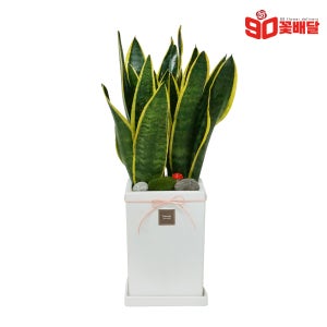 실내공기정화식물 산세베리아 실내화분 키우기쉬운 축하 반려식물 플랜테리어 소형 화초 승진화분